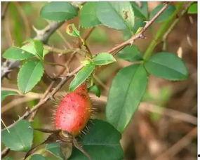 娱乐吃瓜菌子,揭秘娱乐圈那些不为人知的幕后故事